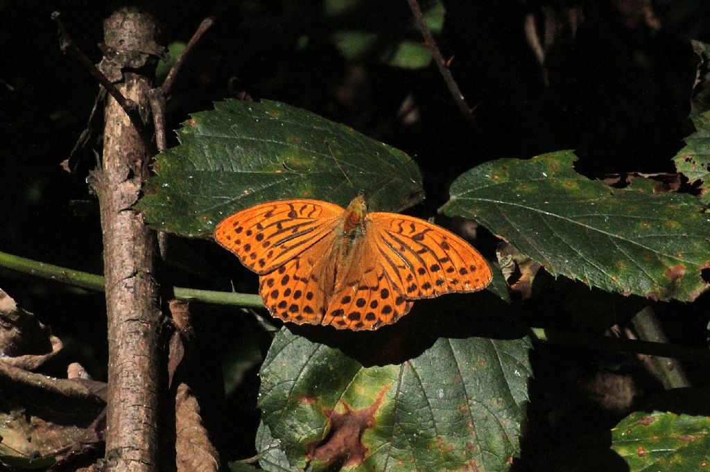 Argynnis paphia?